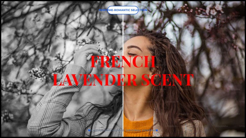 french lavender scent